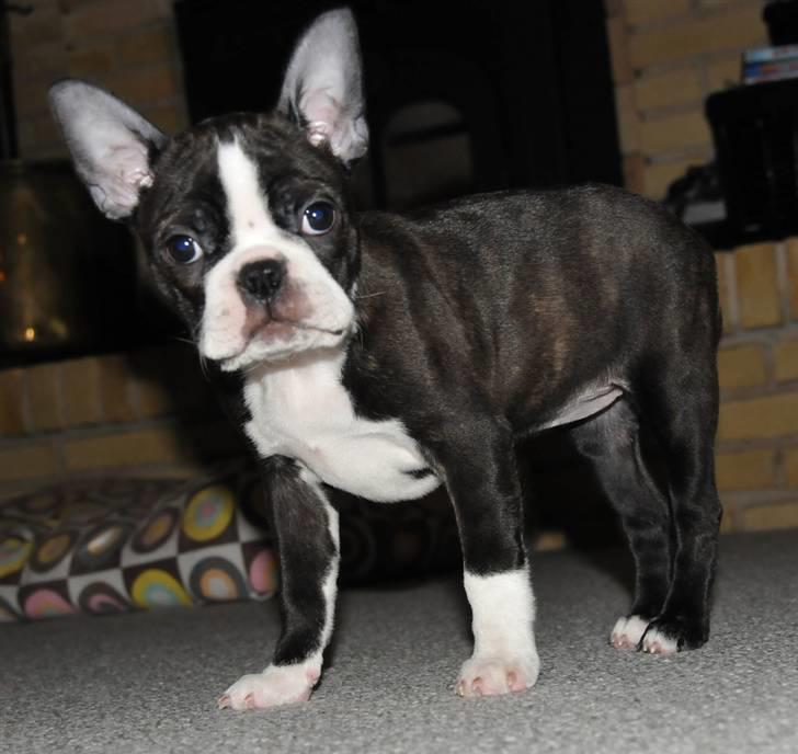 Boston terrier Bertha - 11 Uger og fuld af spilopper :) billede 1