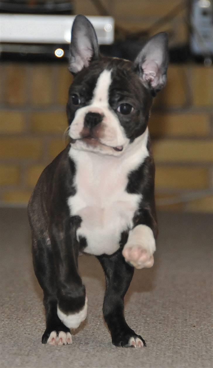 Boston terrier Bertha - 11 Uger billede 2