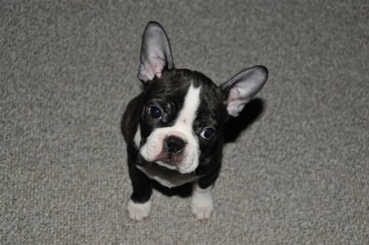 Boston terrier Bertha - 11 Uger billede 3