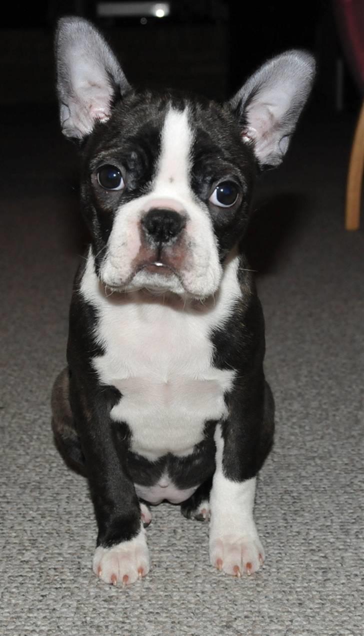 Boston terrier Bertha - 11 Uger billede 4