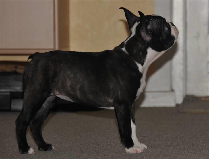 Boston terrier Bertha - 11 Uger billede 5