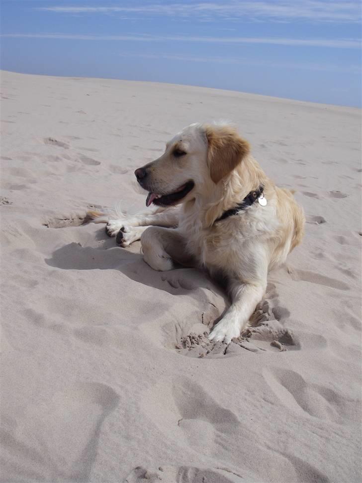 Golden retriever *Laika Nyholm* - Velkommen til Laikas profil. Dejlig billede af hende...<3  billede 1