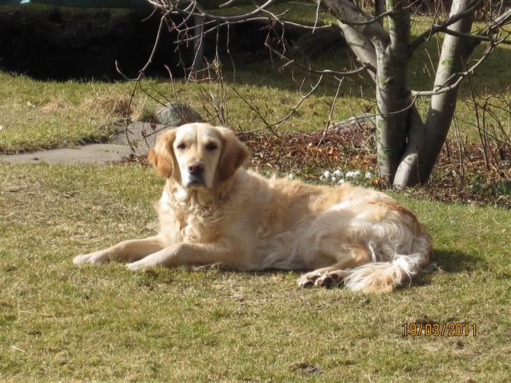 Golden retriever *Laika Nyholm* - Smuk smukker smukkest <3 billede 5