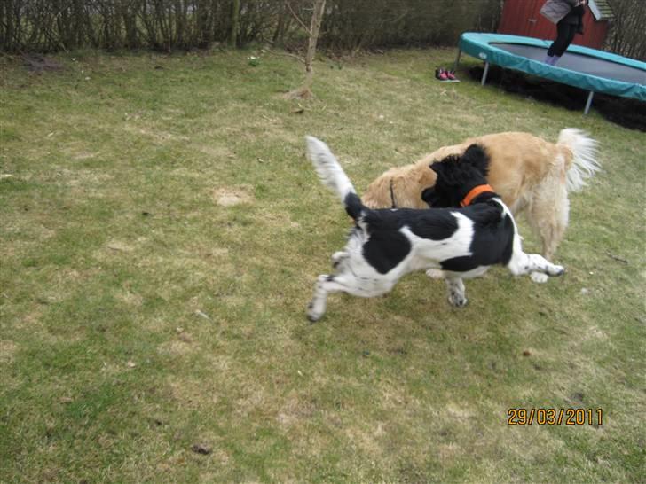 Golden retriever *Laika Nyholm* - Hehe Nala og Laika der leger. Det ser da lidt sjovt ud xD billede 4