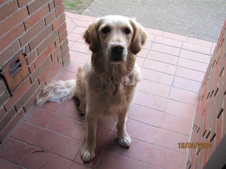 Golden retriever *Laika Nyholm* - Giv mig så den gobid!!! :) billede 7