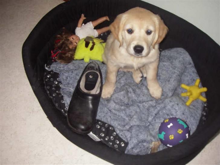 Golden retriever *Laika Nyholm* - Som hvalp i hendes lidt store kuv med min fars trasko og hendes legetøj. billede 6