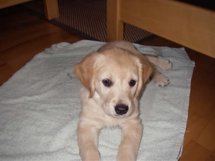 Golden retriever *Laika Nyholm* - Nurrrr..... billede 9