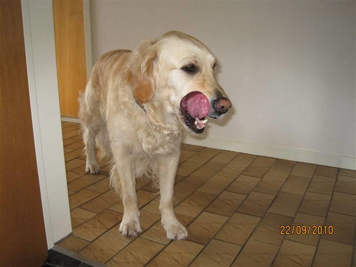 Golden retriever *Laika Nyholm* - HAHA XD hun har lige været ude og slikke katte skålen af :)  billede 11