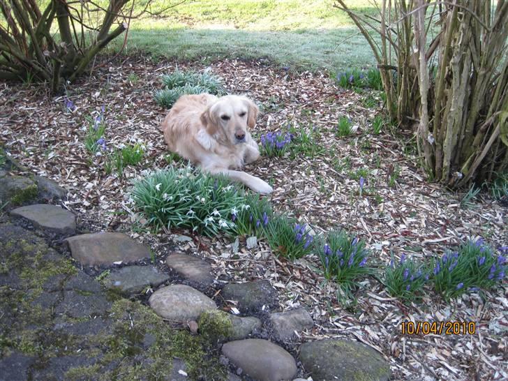 Golden retriever *Laika Nyholm* - Så ligger man der. billede 12