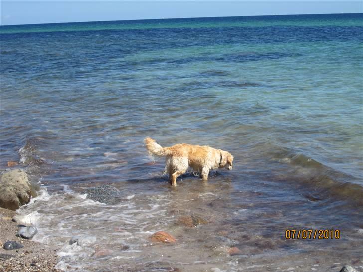 Golden retriever *Laika Nyholm* - i sommerhuset - på stranden  billede 14