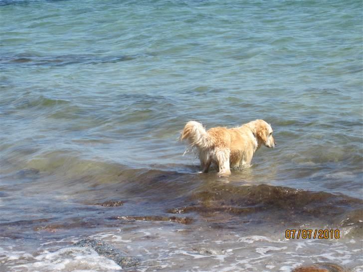 Golden retriever *Laika Nyholm* - Ud at bade... billede 15
