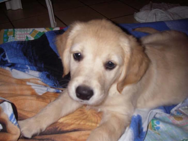 Golden retriever *Laika Nyholm* - Laika som hvalp. billede 17