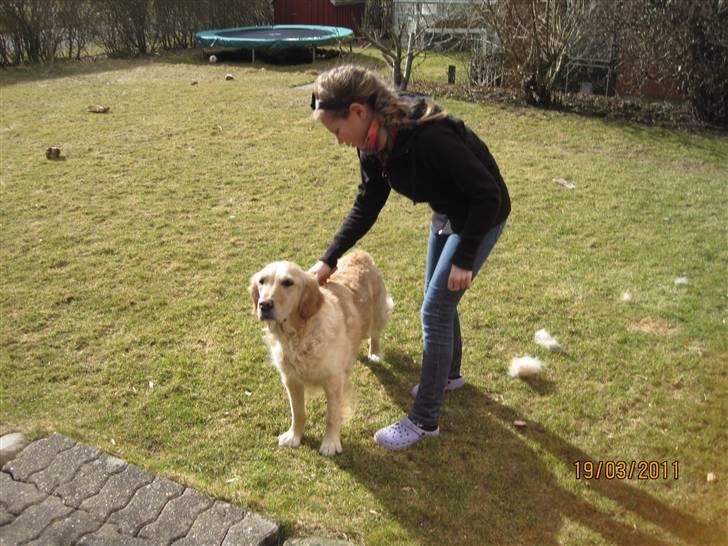 Golden retriever *Laika Nyholm* - Det er godt at blibe børstet. billede 18