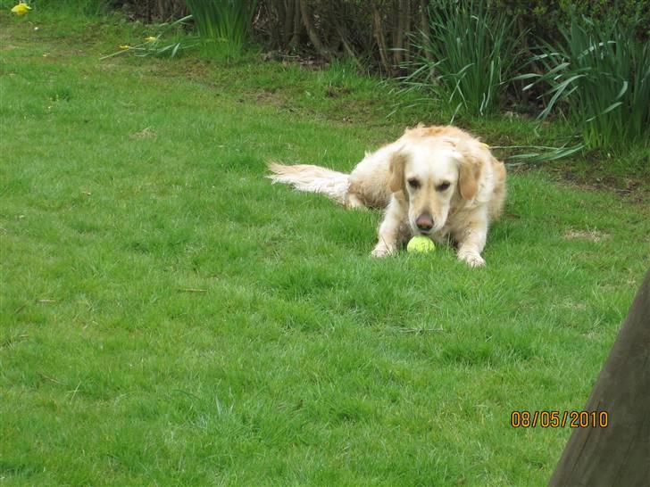 Golden retriever *Laika Nyholm* - Min blodt. :) billede 8