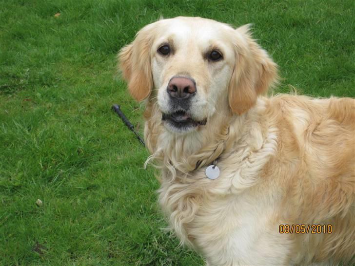 Golden retriever *Laika Nyholm* - er man lidt opmærksom? billede 19