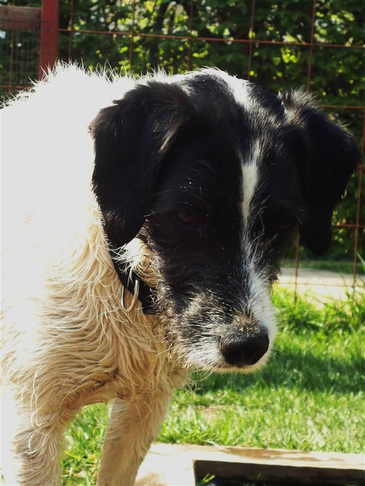 Blanding af racer  - VAX-hansjørgen <3 - ikke verdens bedste billede, men syntes den er sød !(; billede 1