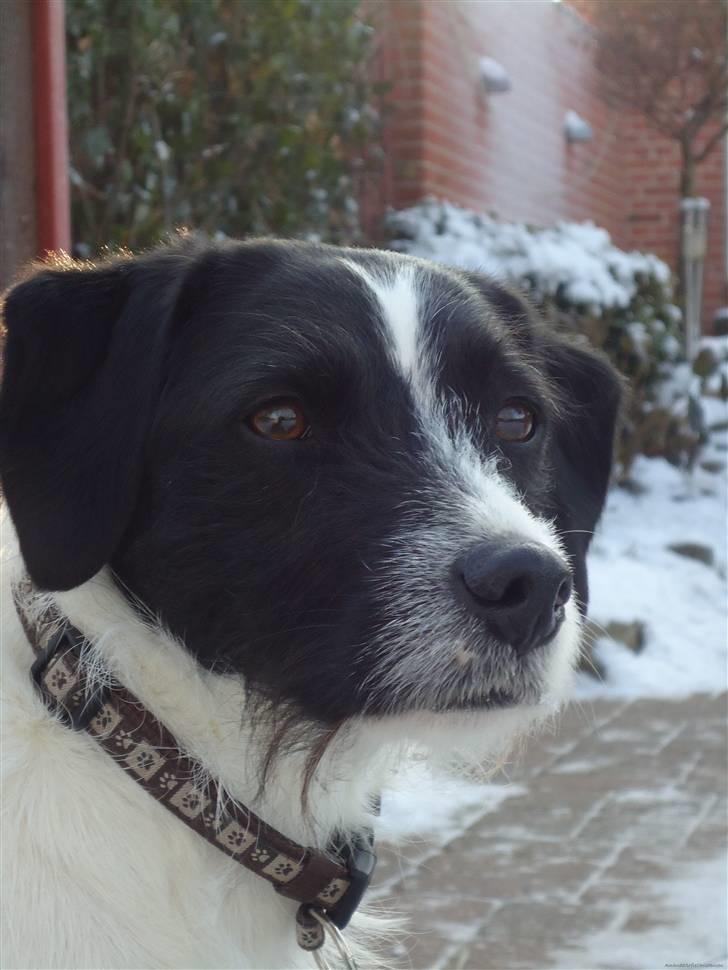 Blanding af racer  - VAX-hansjørgen <3 billede 2