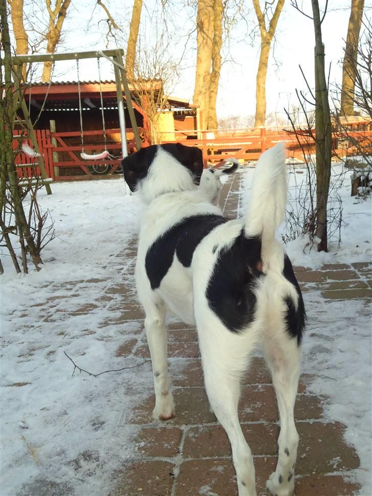 Blanding af racer  - VAX-hansjørgen <3 billede 3