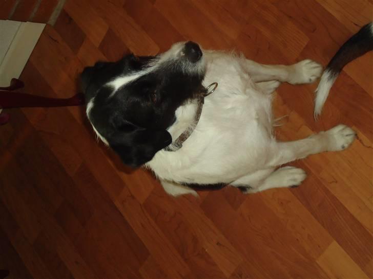 Blanding af racer  - VAX-hansjørgen <3 billede 4