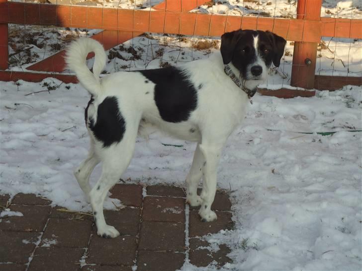 Blanding af racer  - VAX-hansjørgen <3 billede 6