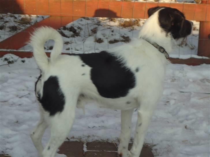 Blanding af racer  - VAX-hansjørgen <3 billede 7