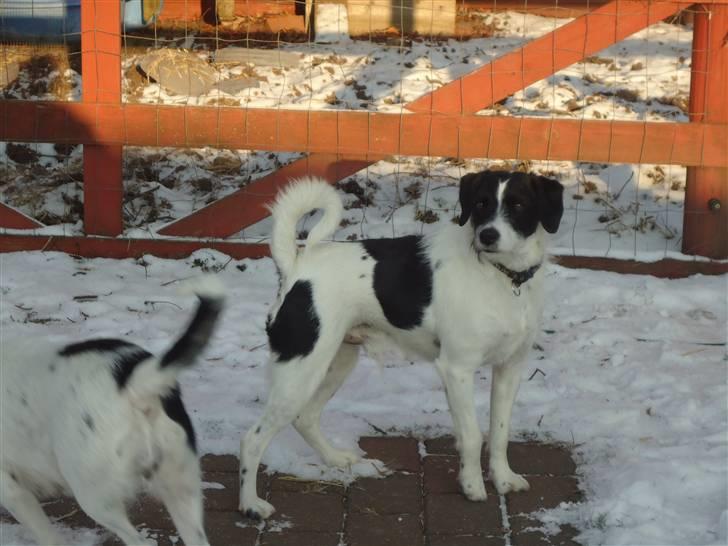 Blanding af racer  - VAX-hansjørgen <3 billede 8