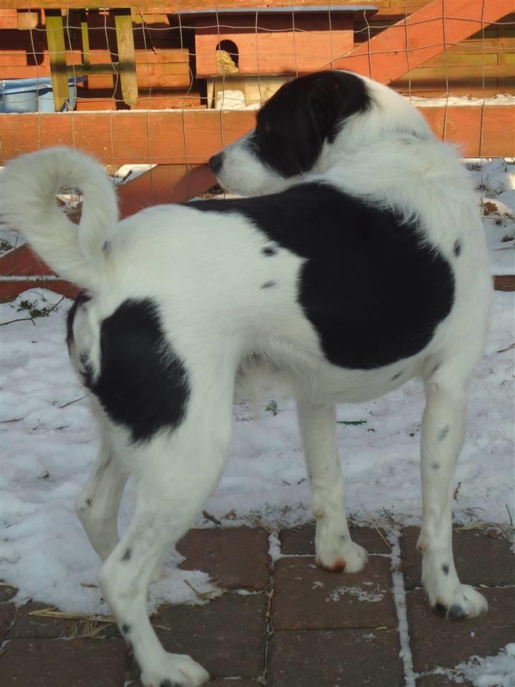 Blanding af racer  - VAX-hansjørgen <3 billede 9