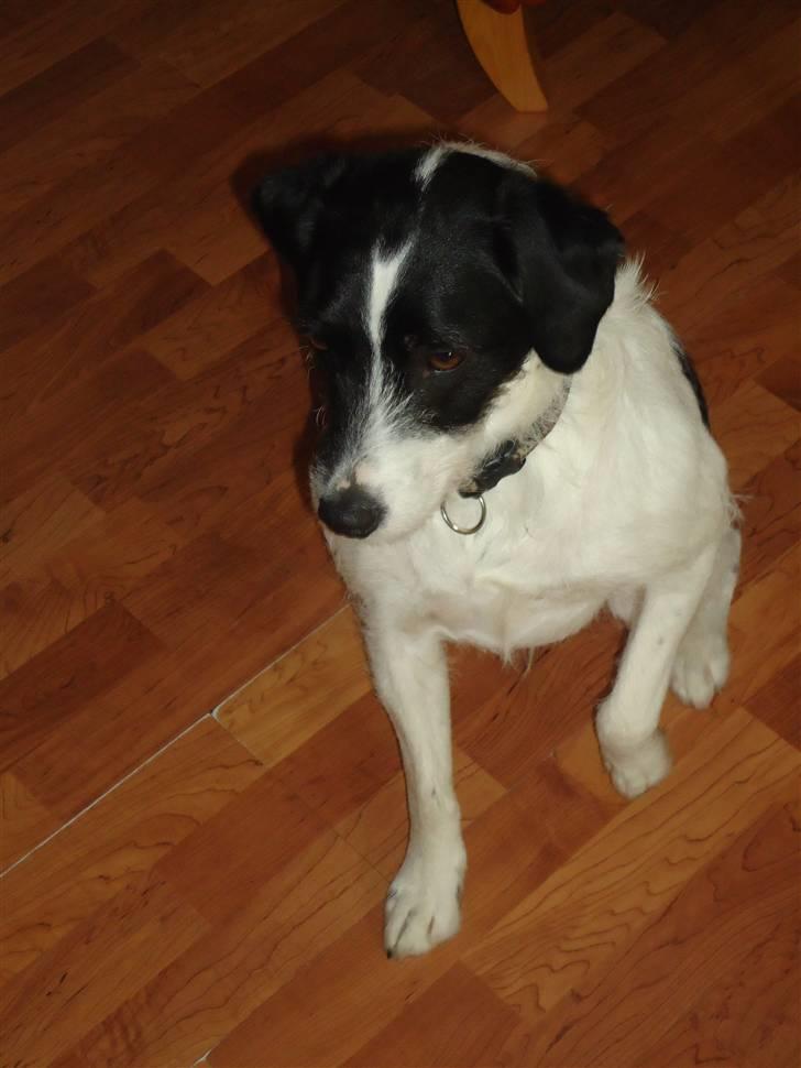 Blanding af racer  - VAX-hansjørgen <3 billede 10