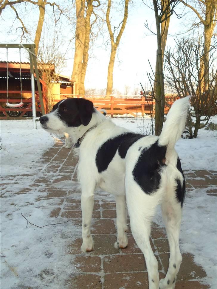 Blanding af racer  - VAX-hansjørgen <3 billede 11