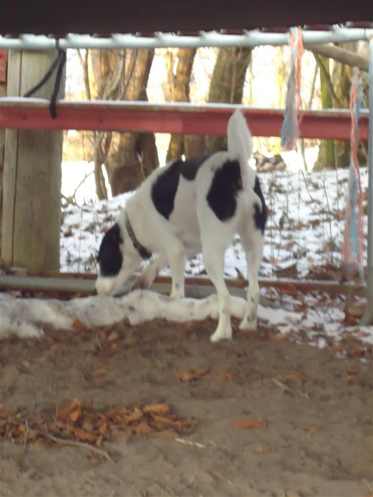 Blanding af racer  - VAX-hansjørgen <3 billede 13