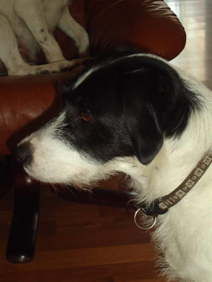 Blanding af racer  - VAX-hansjørgen <3 billede 15