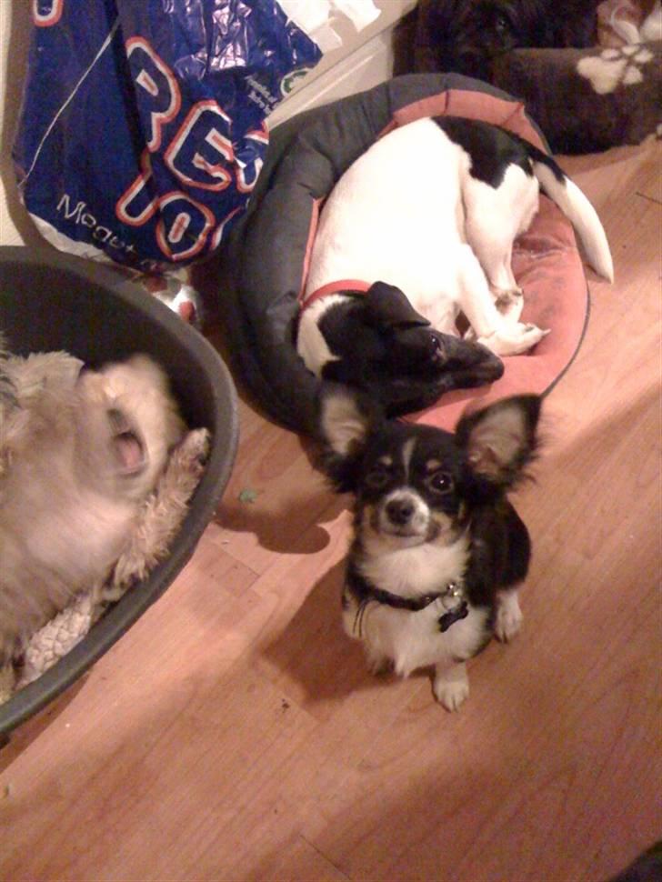 Chihuahua Jamie billede 9