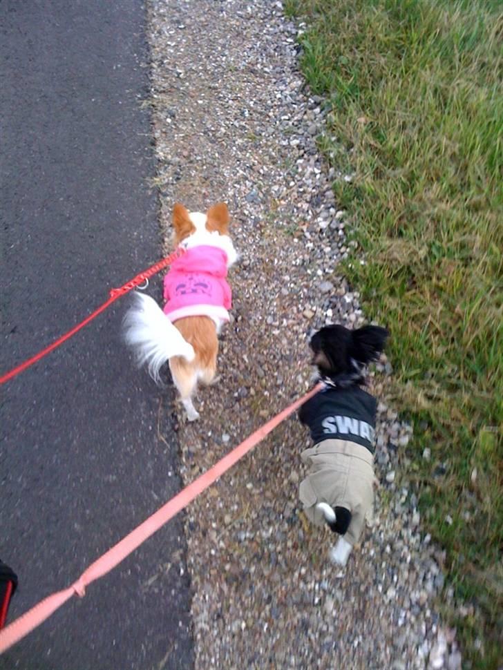 Chihuahua Jamie billede 10