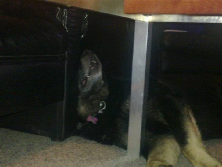 Schæferhund Haubroe Eica billede 2