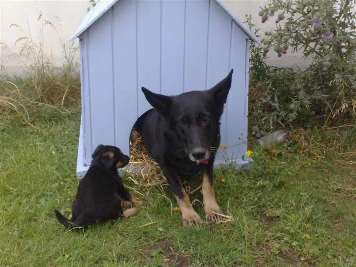 Schæferhund Haubroe Eica billede 3