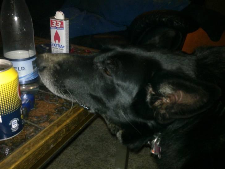 Schæferhund Haubroe Eica billede 4