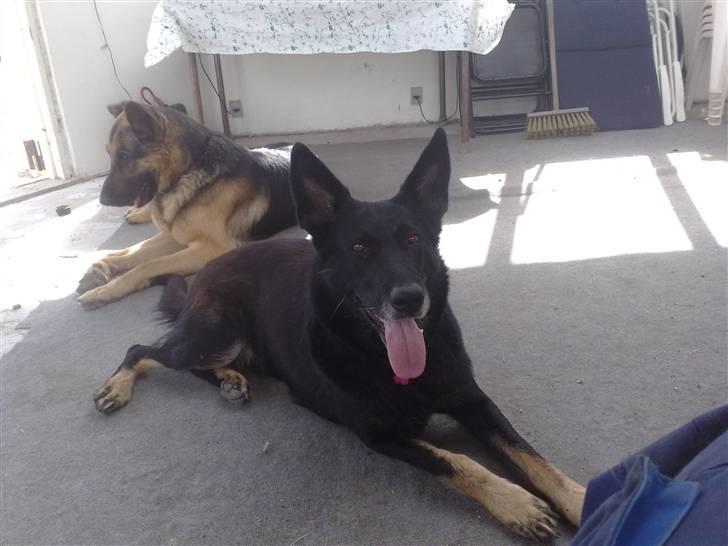 Schæferhund Haubroe Eica billede 5