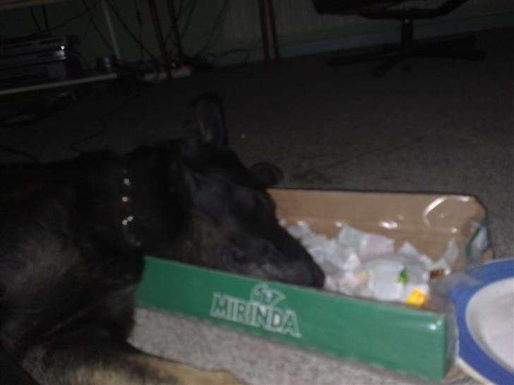 Schæferhund Haubroe Eica billede 6