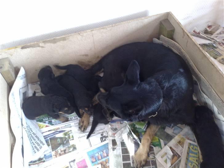 Schæferhund Haubroe Eica billede 7