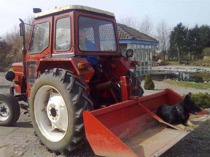 Schæferhund Haubroe Eica billede 8