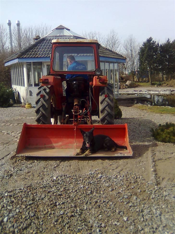 Schæferhund Haubroe Eica billede 9