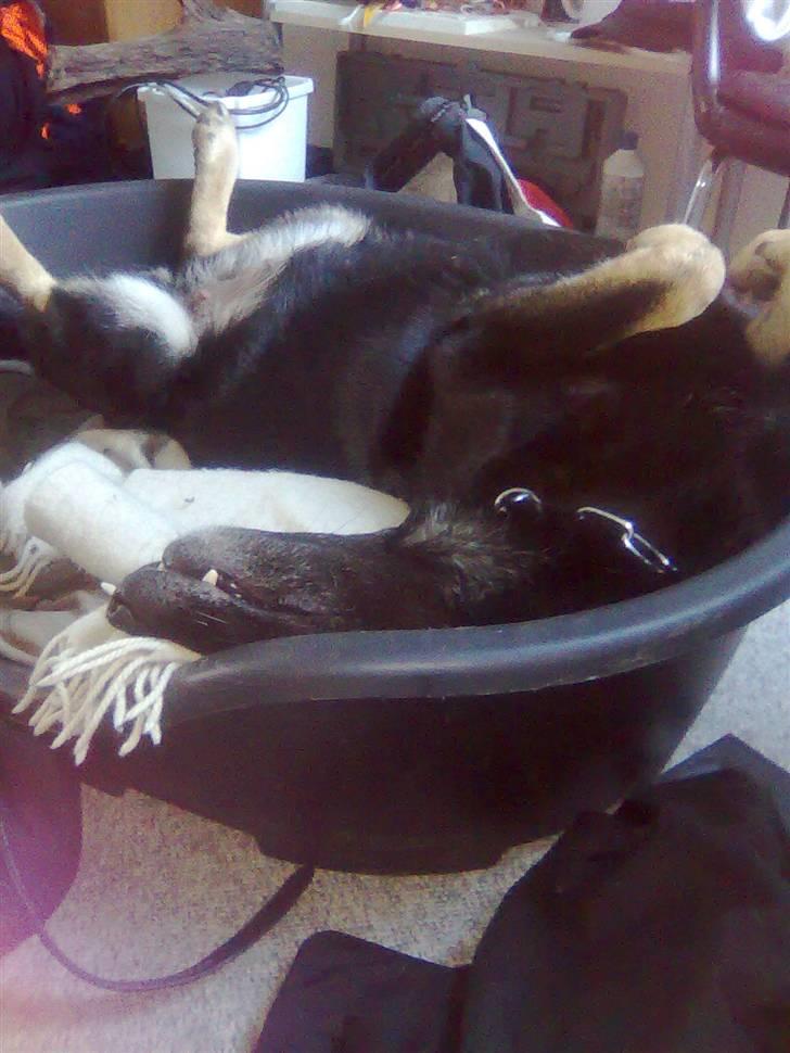 Schæferhund Haubroe Eica billede 10