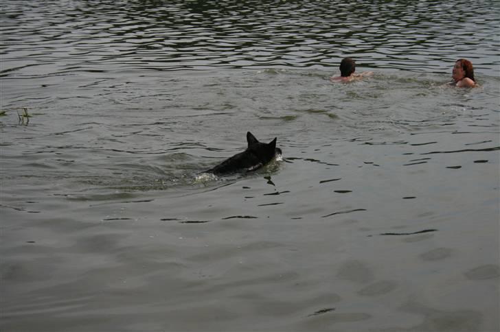 Schæferhund Haubroe Eica billede 11