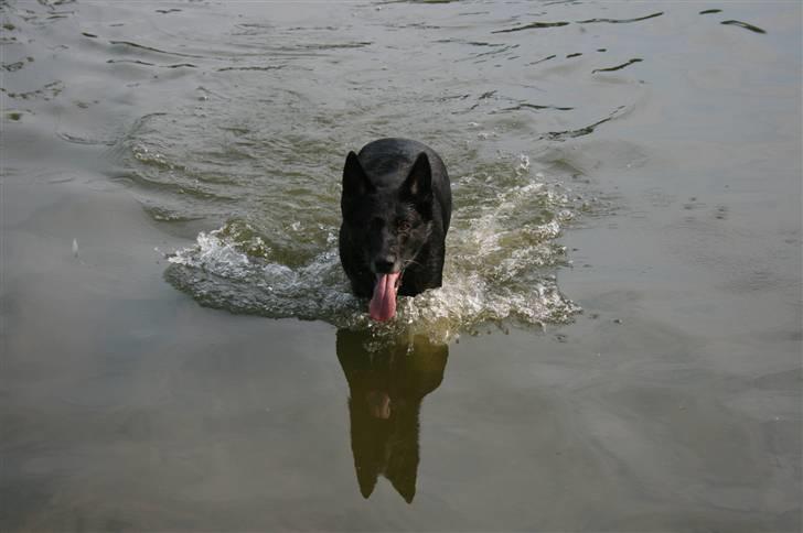 Schæferhund Haubroe Eica billede 12