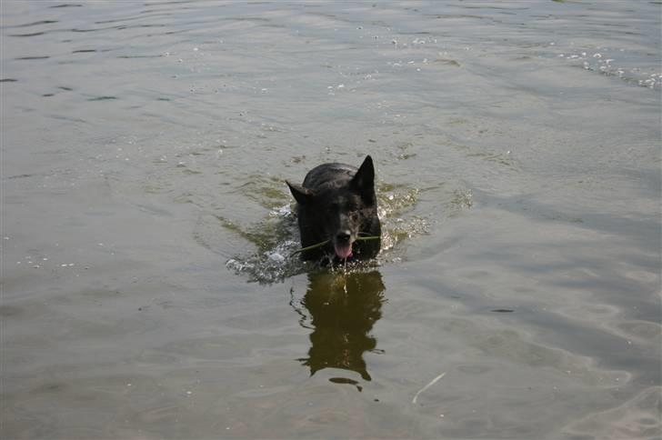 Schæferhund Haubroe Eica billede 13