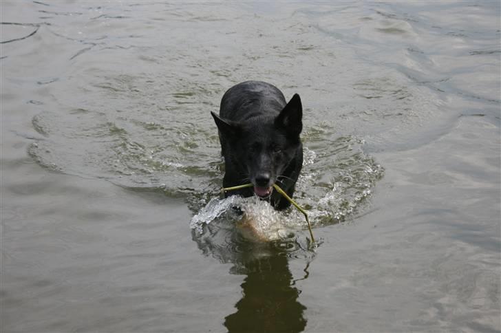Schæferhund Haubroe Eica billede 14