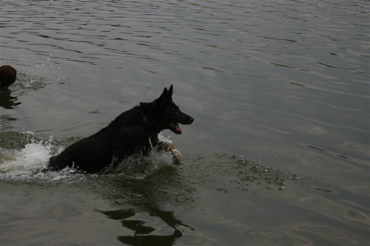 Schæferhund Haubroe Eica billede 1