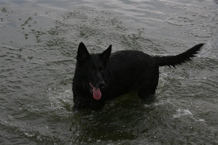 Schæferhund Haubroe Eica billede 15