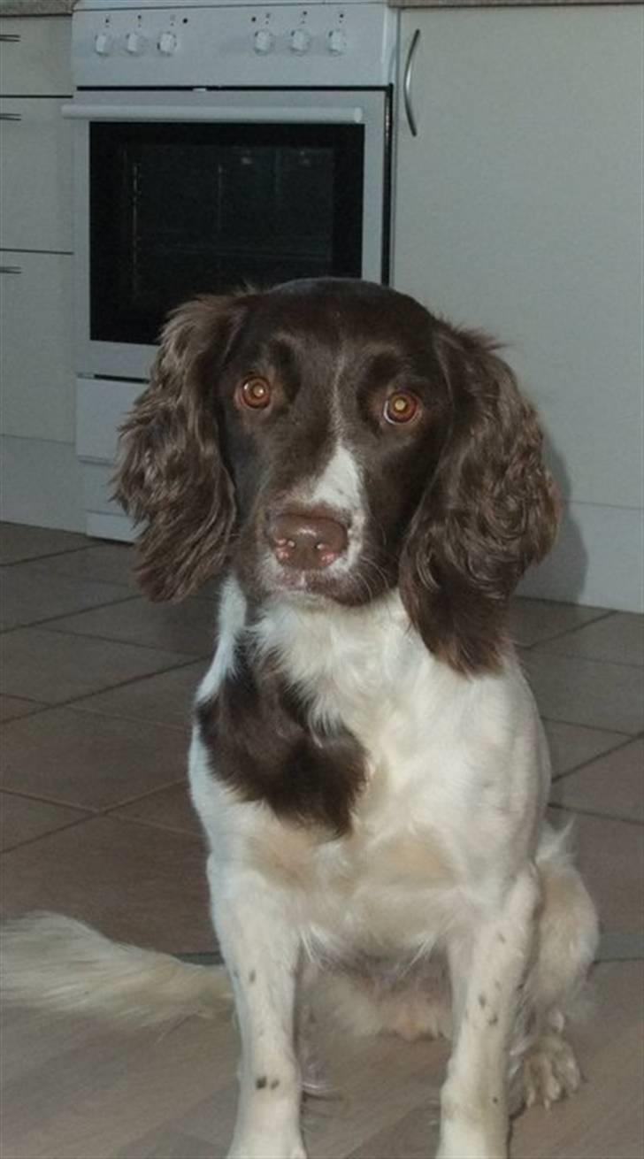 Field Trial spaniel Chanel billede 2
