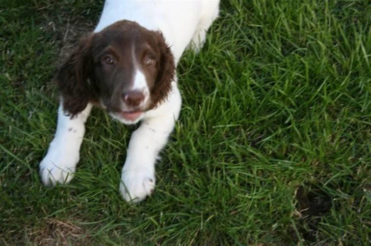 Field Trial spaniel Chanel billede 4